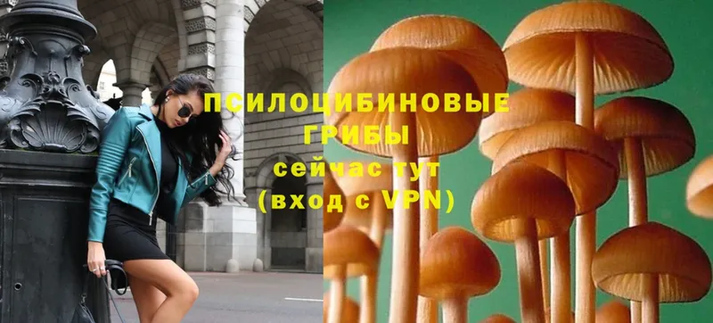 Галлюциногенные грибы MAGIC MUSHROOMS  Новоалександровск 